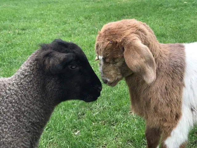 Daisy e o cordeiro cego Merlin