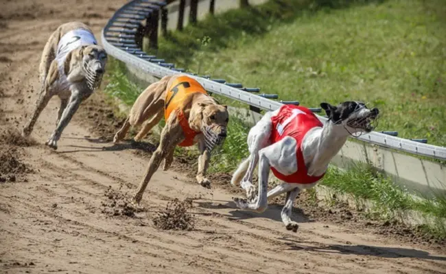 Galgos explorados em corridas