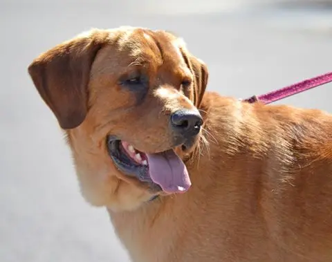 Labrador Eastwood com coleira