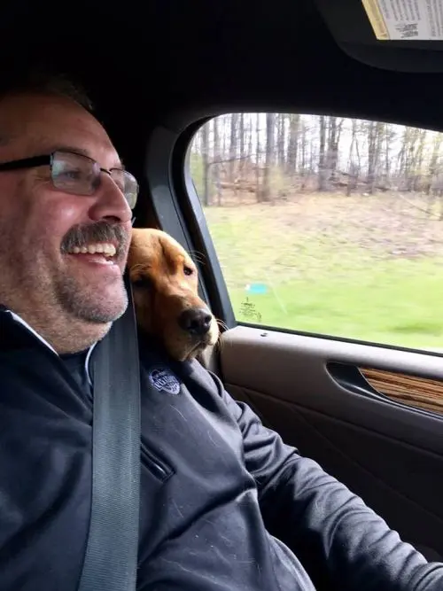 Labrador no carro com novo tutor