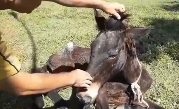 Parlamentar diz que a égua foi vítima de abandono