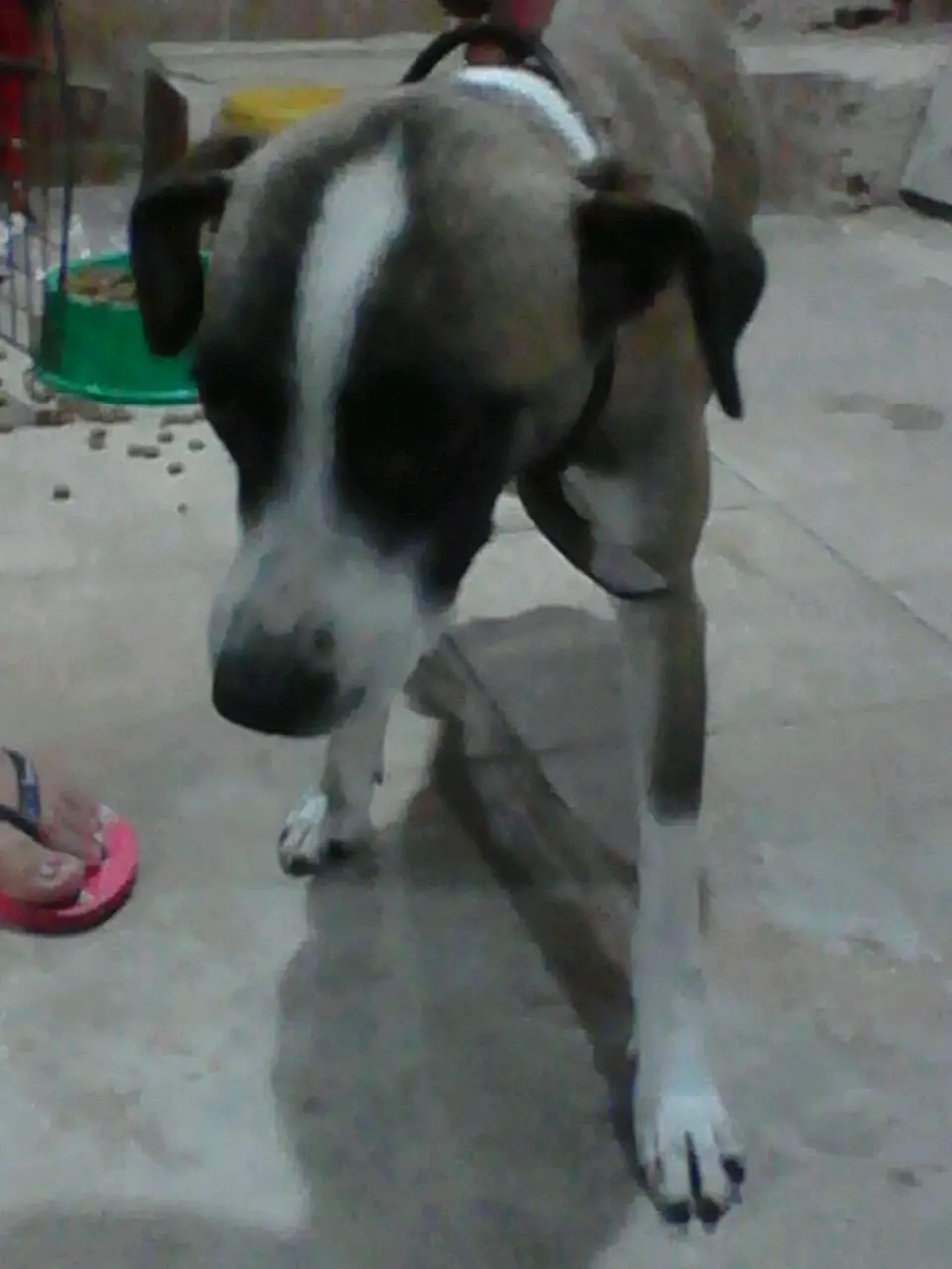 Cadela não tem raça definida, mas tem muito amor para dar