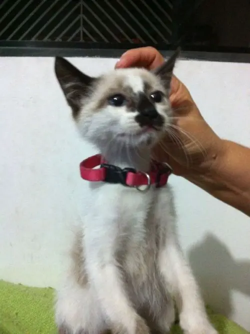 Gatinho recebendo afago na cabeça