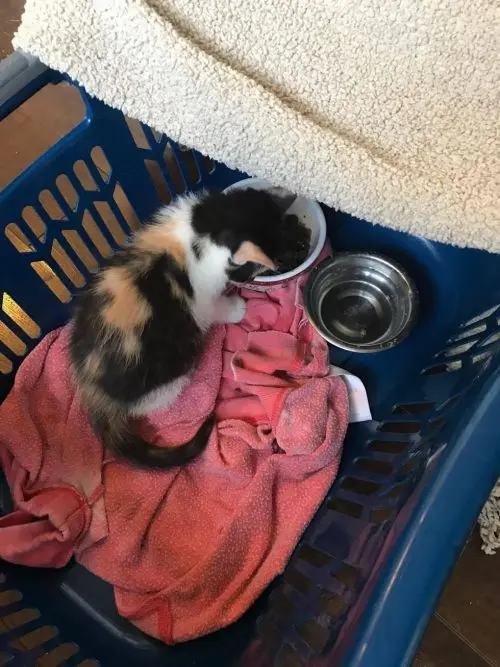 Gatinha se alimentando em seu novo lar