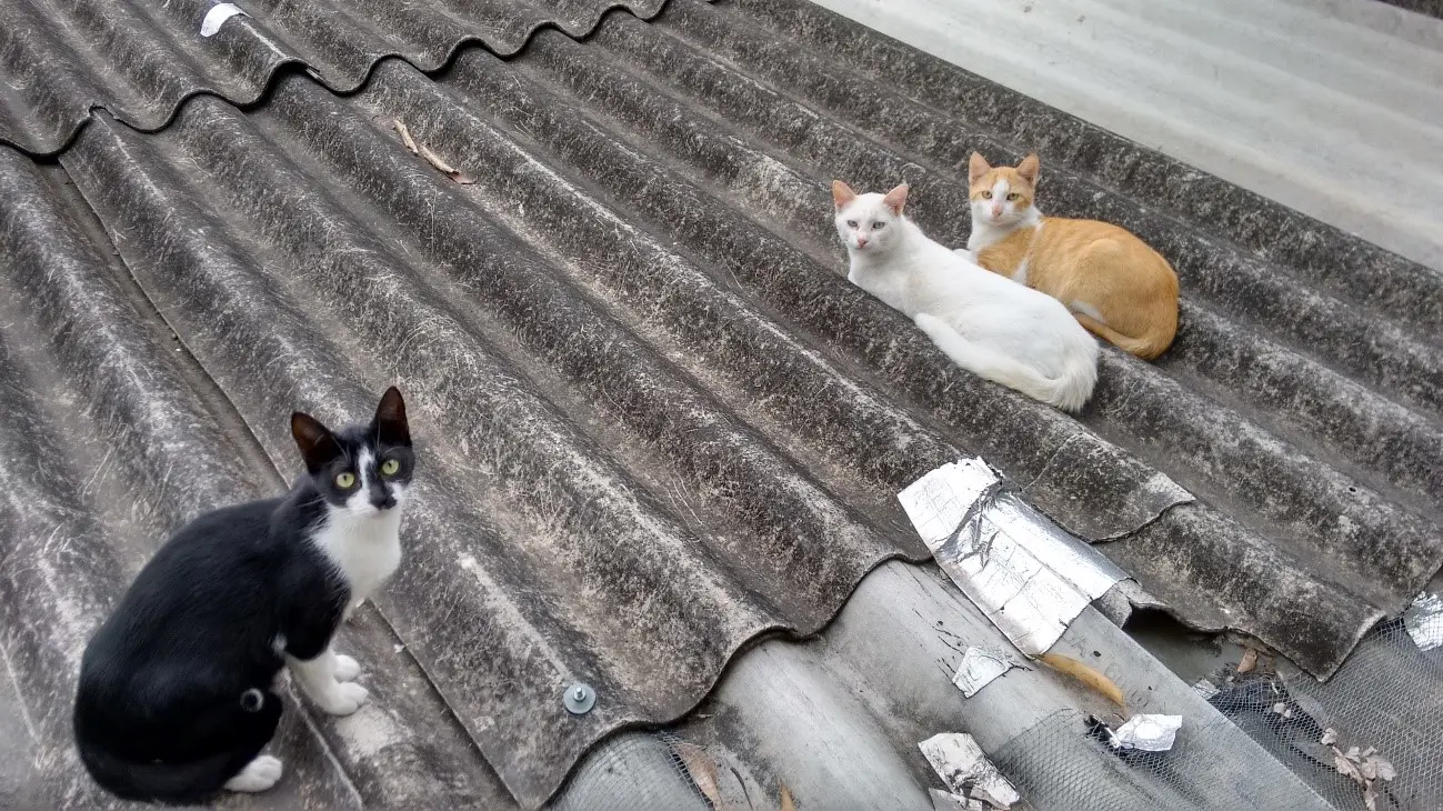 Um gato tem pelagem branca e preta, o outro pe branco e o outro é laranja