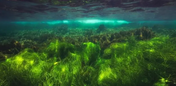 Imagem de gramas marinhas