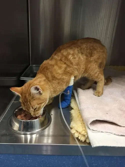 Gato Hiro durante a recuperação