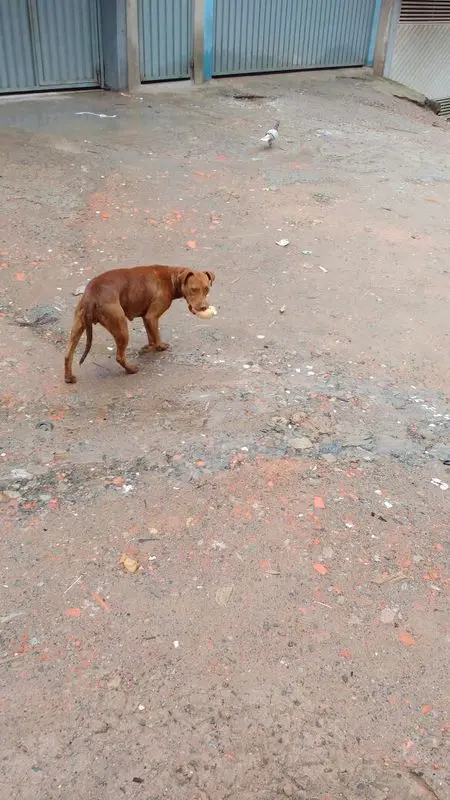 Pit bull abandonada