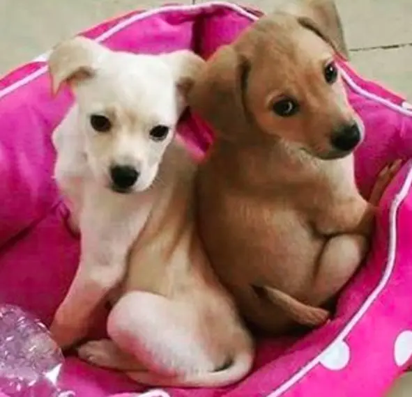 Cães inseparáveis