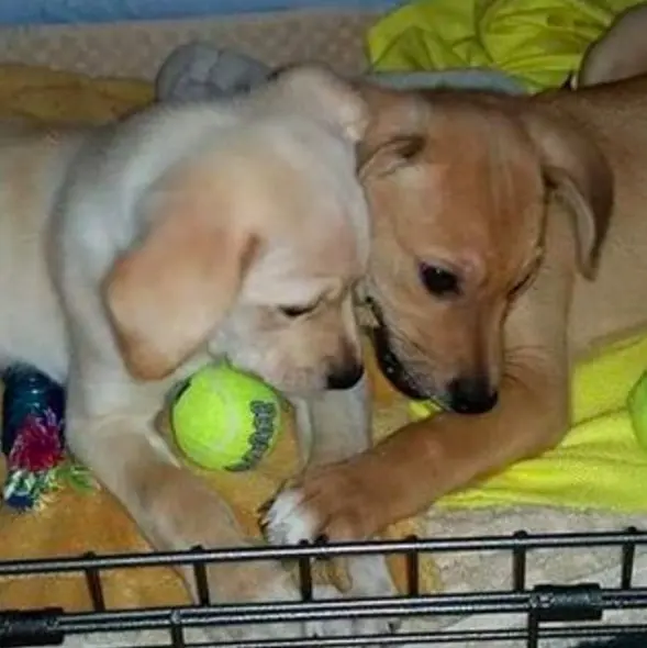 Cães brincando