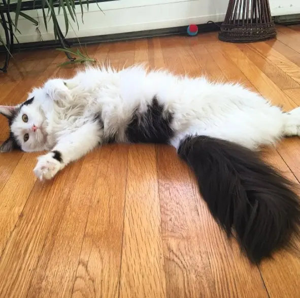 Gata Sophie deitada de barriga para cima no chão