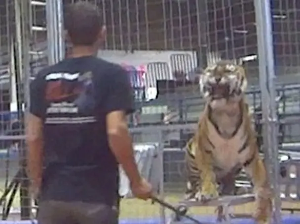 Tora foi chicoteada 31 vezes por adestrador