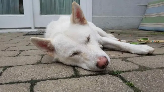 Cachorra abandonada