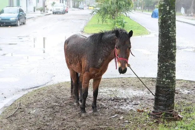 Pônei Estrela aparece aparece em árvore em canteiro no meio de via