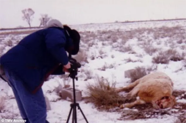 Bezerro morto encontrado em Nebraska