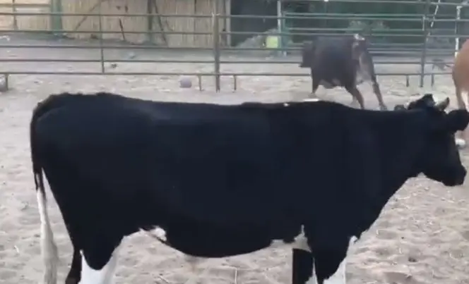 Uma das vacas brincando em santuário