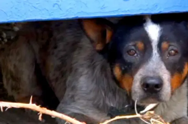Cão antes de ser resgatado