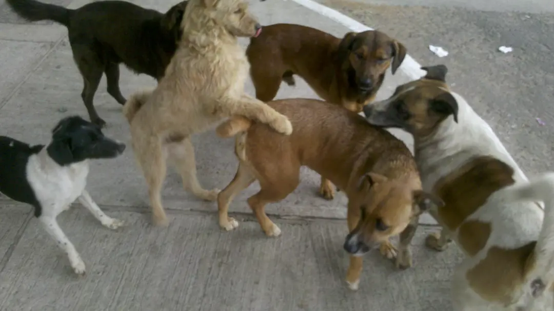 Cães em situação de abandono em Itaquera