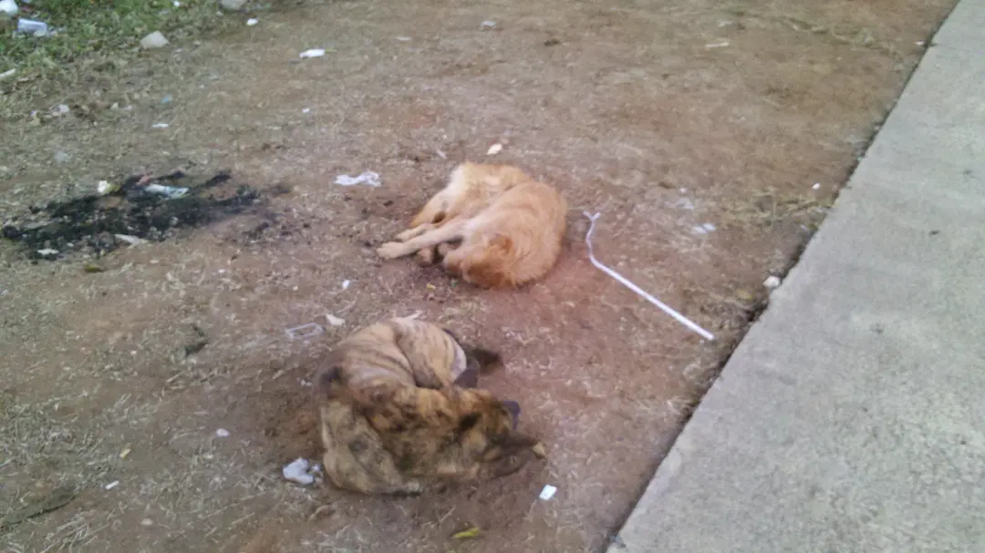 Cães vivem embaixo do viaduto e procuram comida no lixo.