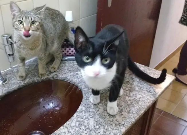 Gatos são dóceis e inteligentes