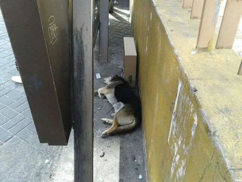 Cão está abandonado há dias