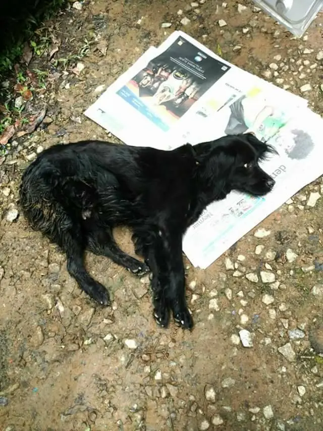 Cadelas não tem o movimento das patas