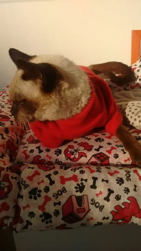 Gata foi resgatada com piolho e anêmica