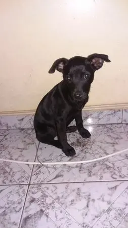 A cadela será vermifugada e vacinada