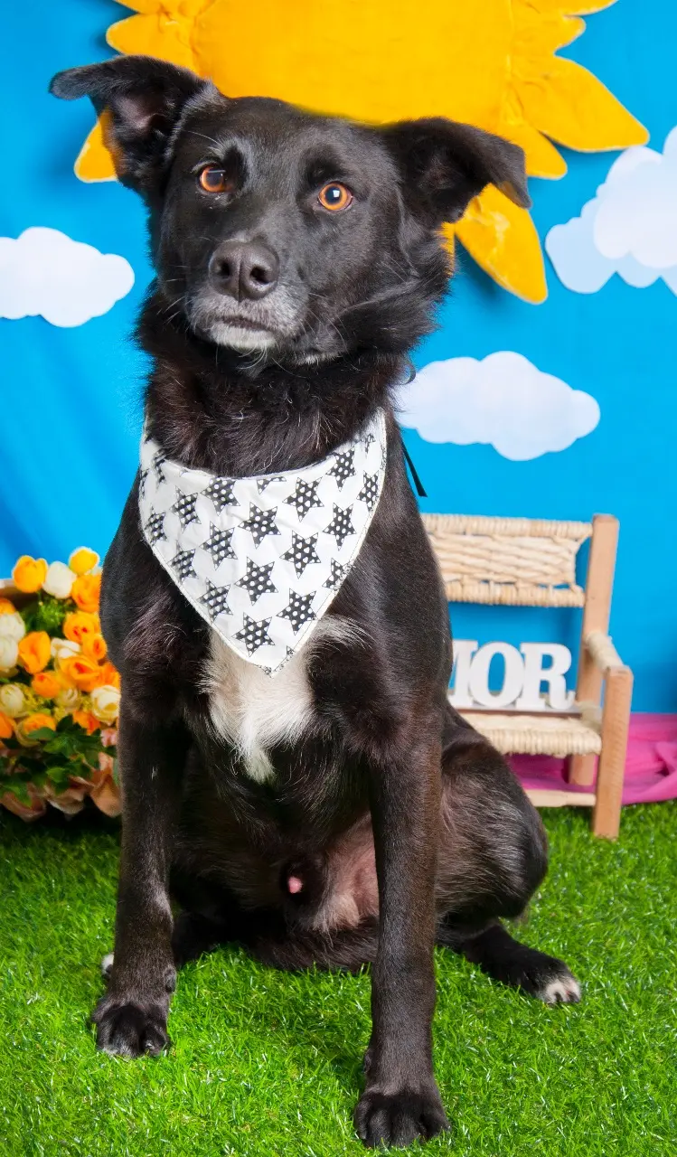 Cachorro foi abandonado por tutores