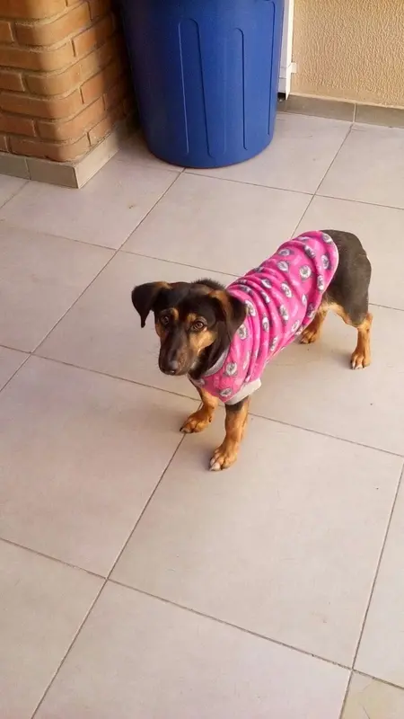 Cadela já está castrada