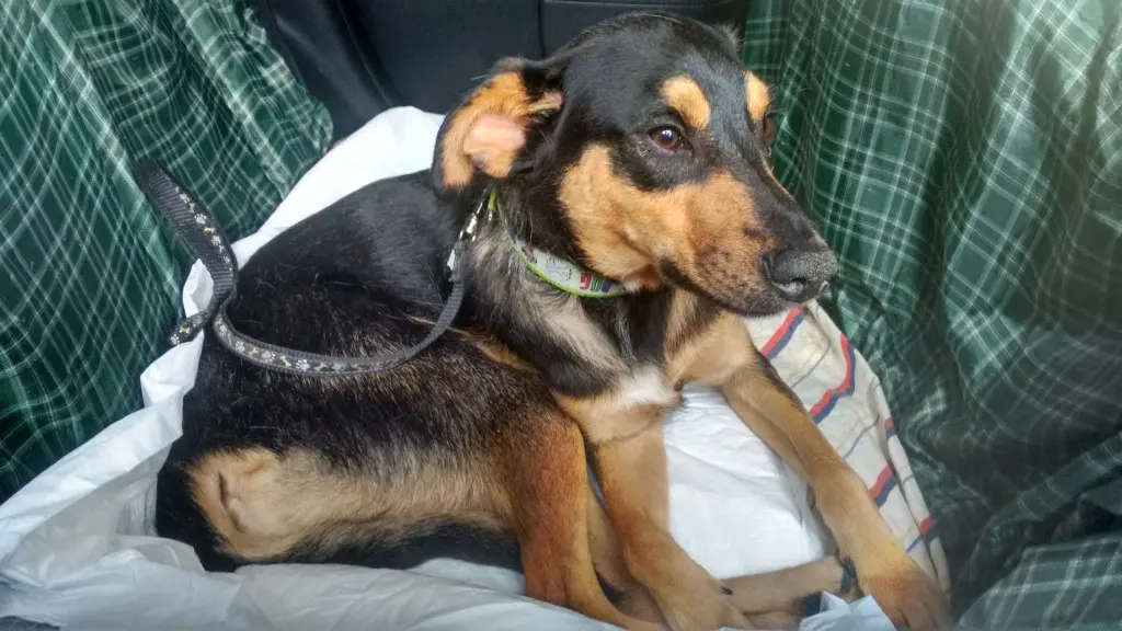 Cão foi encontrado durante chuva