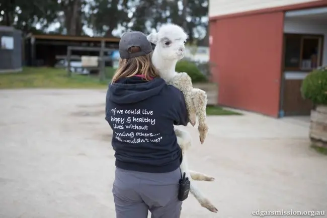 Bebê alpaca é carregado por membro do santuário