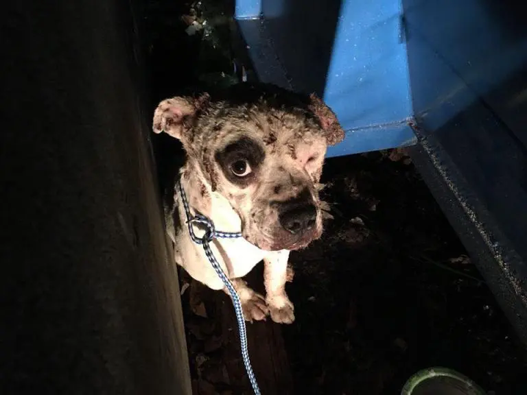 Cachorra foi encontrado com várias marcas de mordidas