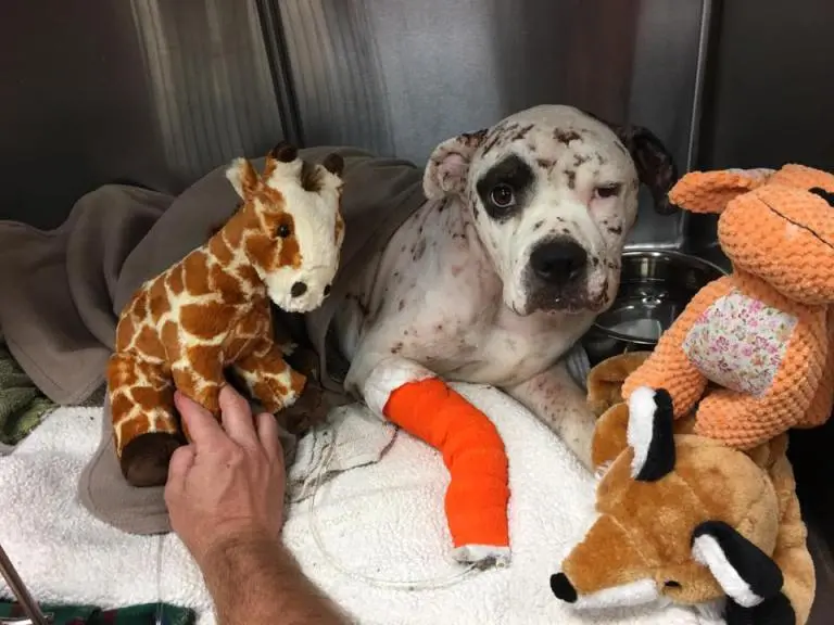 Cachorro com brinquedos de pelúcia