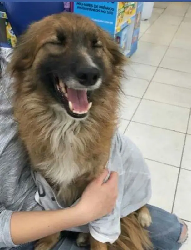 Cão foi encontrado abandonado e molhado na rua