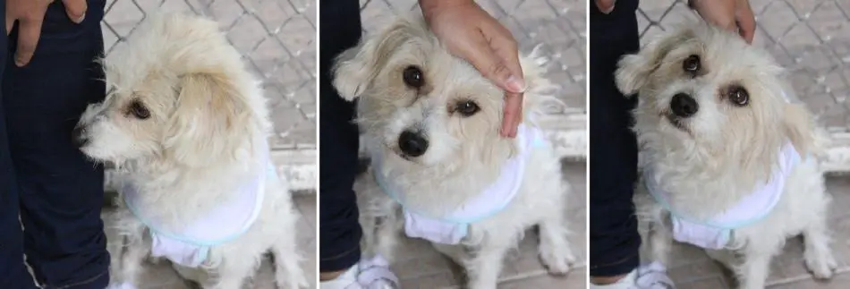 Cão foi encontrado arrastando corrente