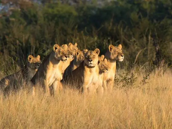 Vários animais são vitimas dos caçadores