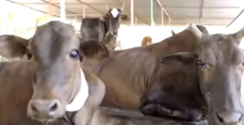 Vaca e bezerro após resgate