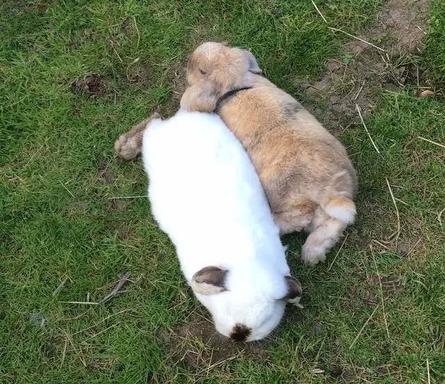 Coelhos na grama