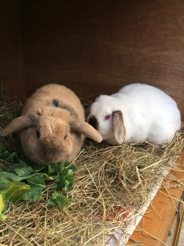 Coelhos dividem até mesmo o alimento