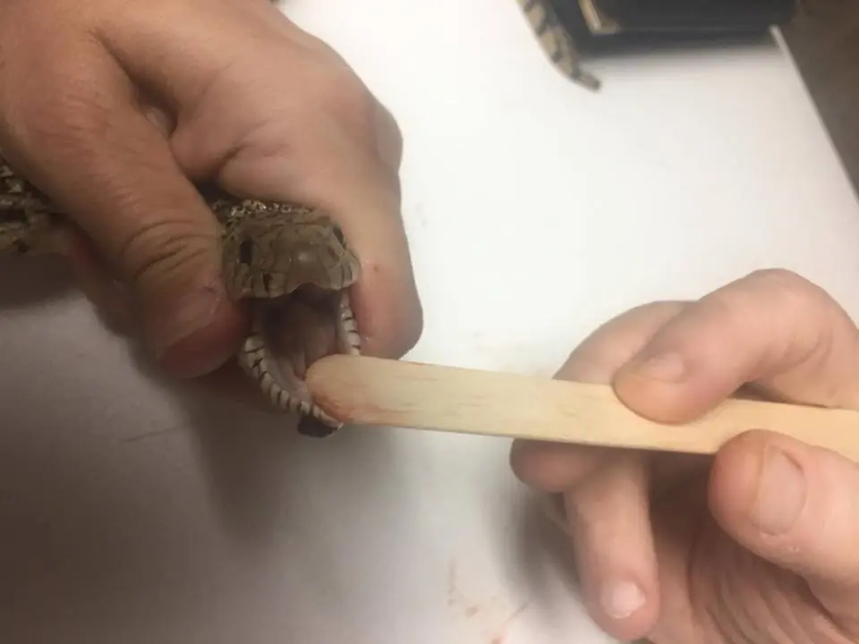 Cobra é examinada