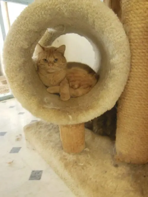 Gato Garfield