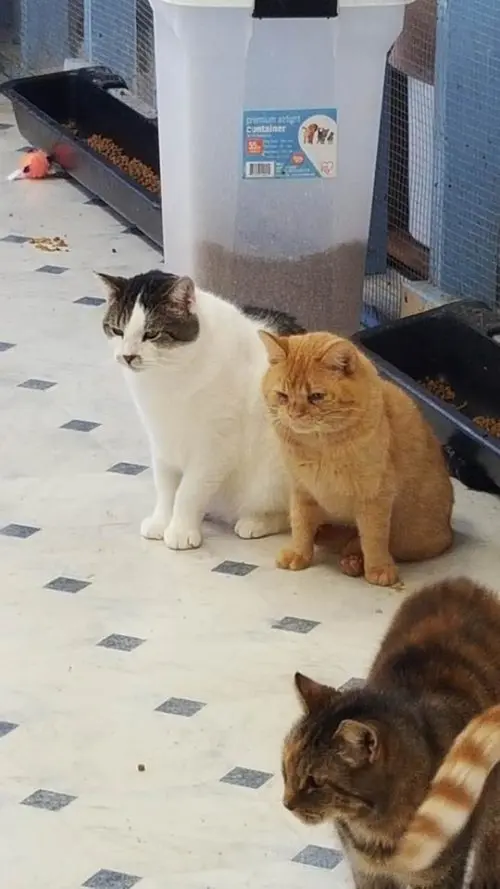 Gatos cuidados pelo abrigo