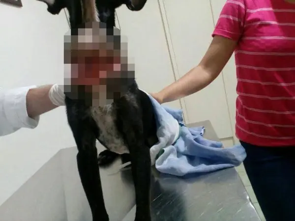 Cão quase degolado