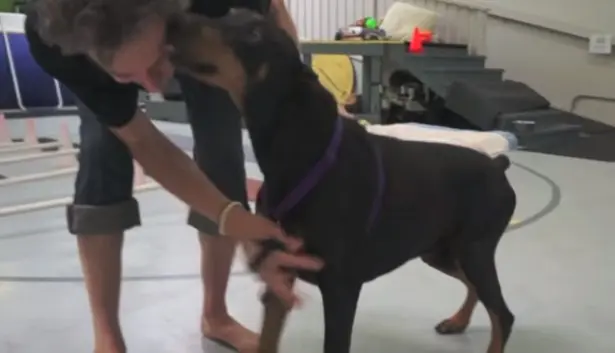 Dobermann volta a andar