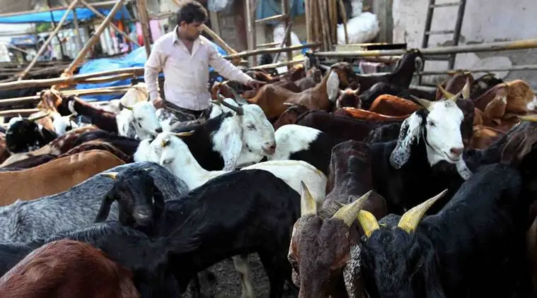 Cabras vendidas para serem mortas durante o festival