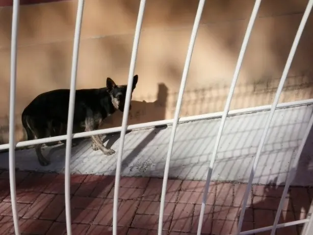 Cães foram abandonados perto de Hospital