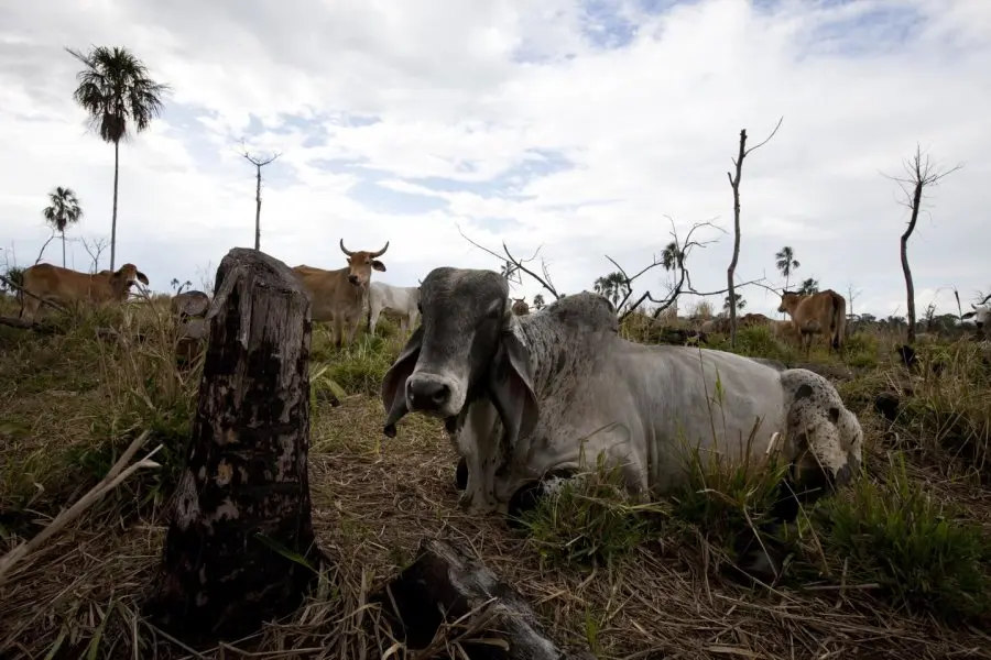 Pecuária é a principal ameaça às florestas
