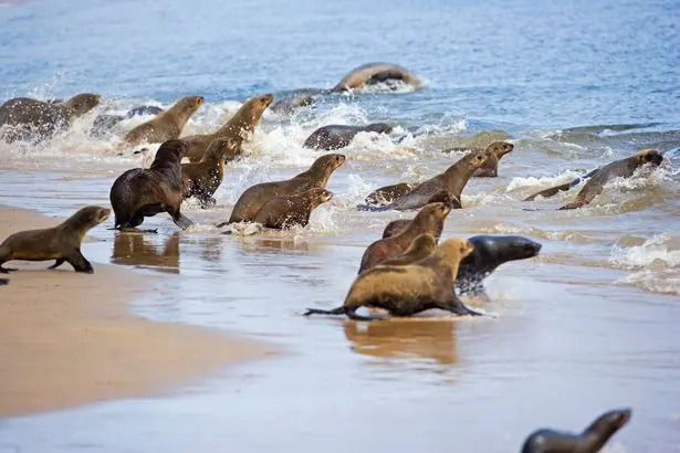 Grupo de focas 