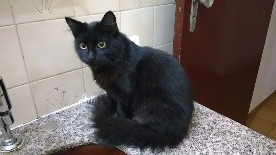 Gatos são dóceis e inteligentes